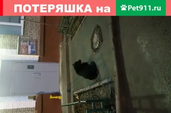 Найдена черная собака на ул. Комсомольская 11 (Долгопрудный)