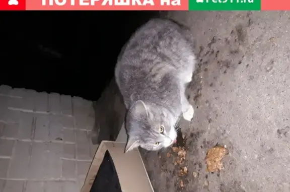 Найдена кошка у дома №17, ул. Ленина
