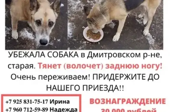 Пропала старая собака в Дмитровском р-не, д. Подосинки