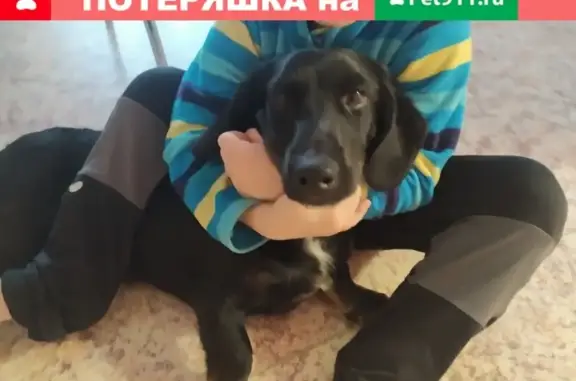 Собака Чёрный кабель найдена в Томске
