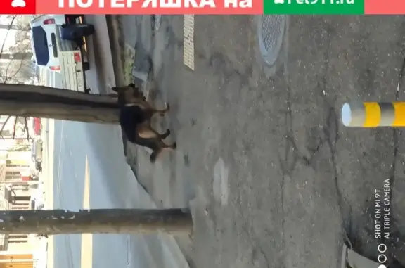 Найдена немецкая овчарка на ул. Красных Партизан, Краснодар.