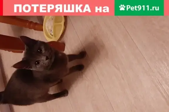 Найдена дымчатая кошка с ошейником на ул. Рябикова, 46