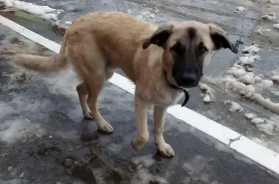 Найдена собака около ТЦ Коллаж, ищет хозяина.