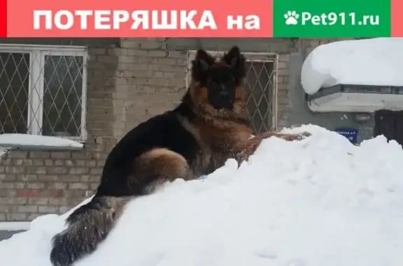 Пропала собака в Щербаково, Казань, Рабочая улица, 9