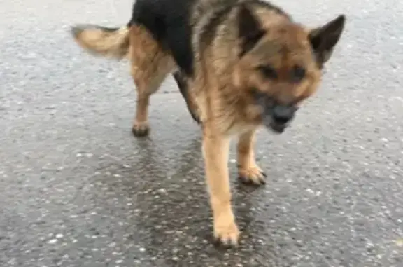 Найдена собака в Некрасовском посёлке на улице Дружбы