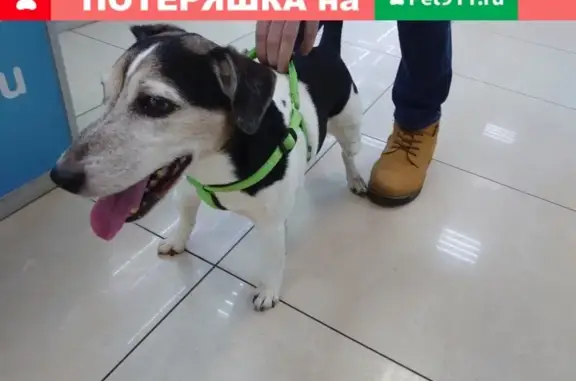 Собака Кобель потерялся возле метро Крылатское