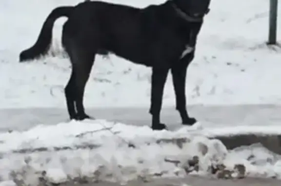 Найдена собака в Люберцах: черный кобель с белой грудкой