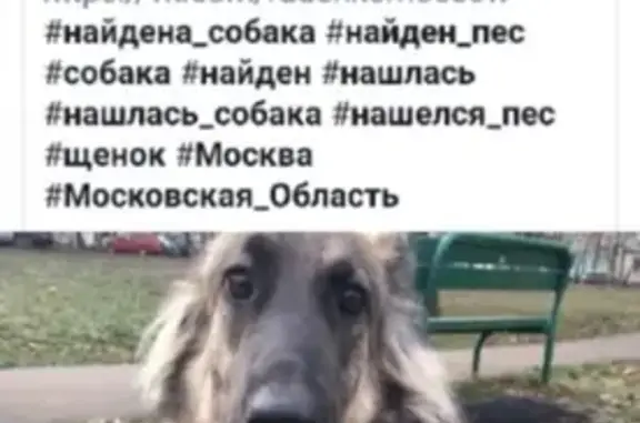 Найдена собака на ул. Смольной, Москва