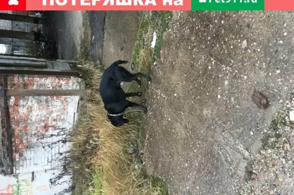 Найдена собака в Клёново, Москва