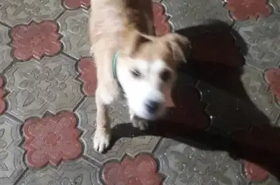 Найдена собака, Липецк, фото: Найден рыжий щенок с белым около Каменного