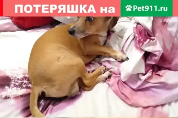 Собака такса с шрамом найдена в Москве