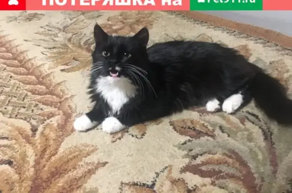 Найдена ласковая кошка в Вертлино