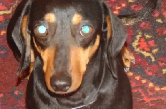 Пропала собака Юта в Керчи, Республика Крым