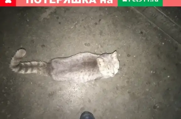 Найдена кошка на Калинина 154а