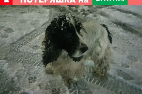 Найдена собака на Комсомольском проспекте, 20:11