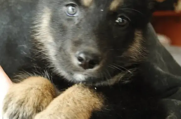 Найдена собака в Иркутске: щенок овчарки ищет дом.