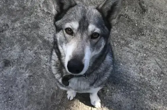 Собака найдена в Кисловодске