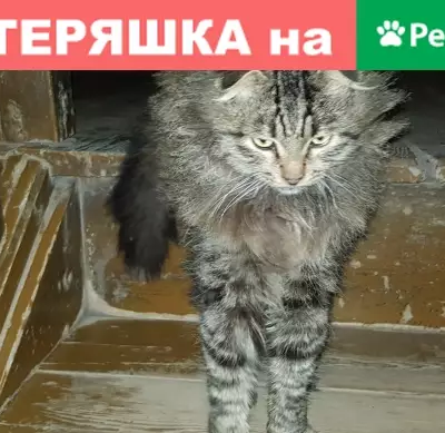 Пропала кошка с ошейником в Балашове
