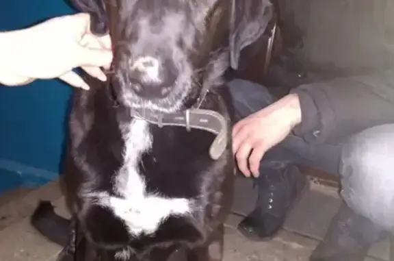 Найдена собака на Петровской улице в Таганроге