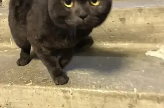 Найдена кошка Британец в Москве на Харьковском проезде
