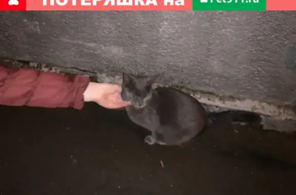Найдена кошка на Нелидовской, ул. 18