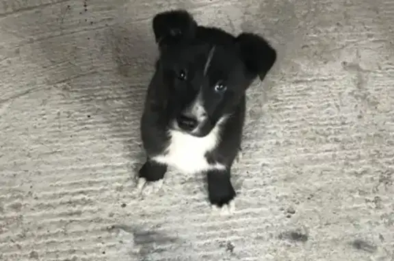 Найден пушистый щенок на Благодатной улице