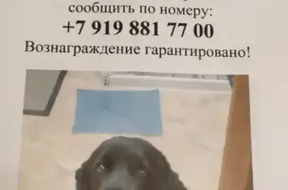 Пропала собака СПАНИЕЛЬ на ул. Александровская, 65.