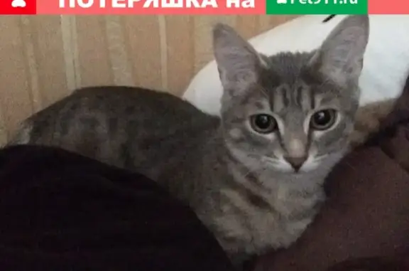 Кошки потеряшки, Новосибирск, фото: Потеряшка кошка Нина, Серый окрас, адрес: Рябиновая улица, 10/1, подъезд 3