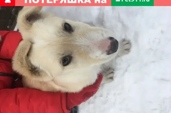 Собака найдена около 38 школы в Ново-Ленино, Иркутск