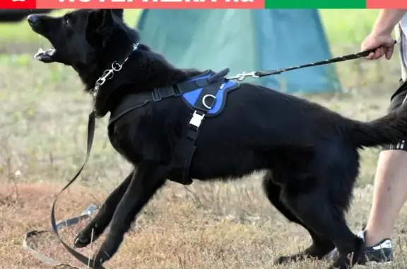 Собаки потеряшки, Съяново 2, фото: Потеряшка собака Хан в Сьяново-2, Серпуховский район МО