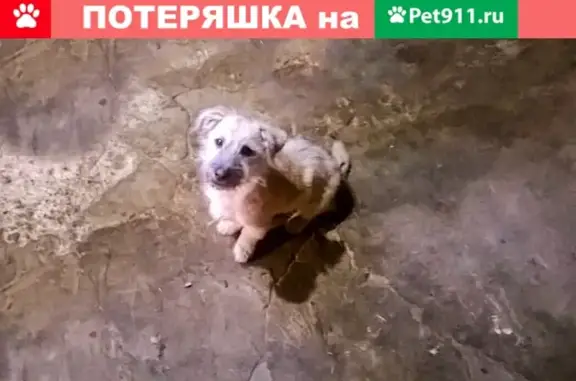 Найден щенок в Волгограде: активный и добрый