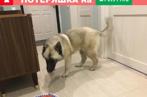Найдена собака в Ольгинском лесопарке (Железнодорожный) 19.12.2019.