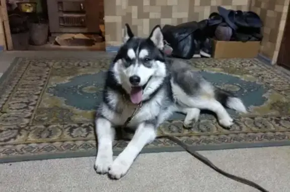 Найдена собака хаски в Красноярске