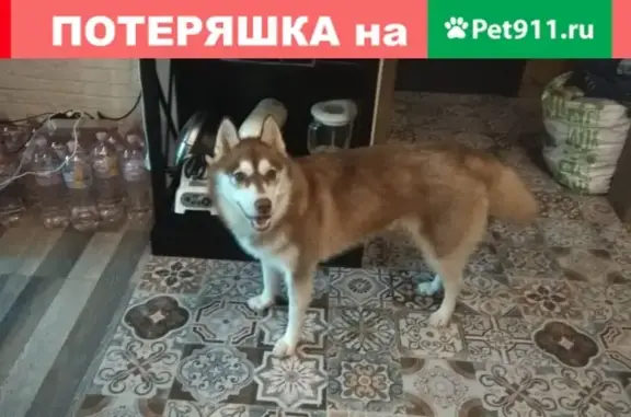 Пропала собака Хаски в поселении Краснопахорское, Москва