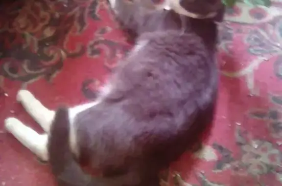 Кошки потеряшки, Ярославль, фото: Потеряшка кошка Яночка на ул. Космонавтов, 28, Ярославль