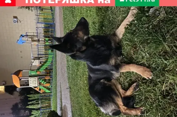 Потерянная собака скулит в Сочи
