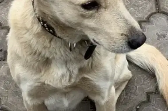 Найдена собака в Снт Булатниково, ищем хозяев!
