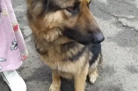 Найдена собака Немецкая овчарка в поселке Интернациональный