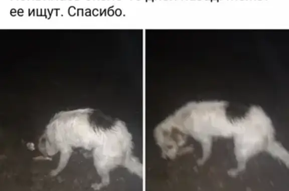 Найдена добрая собака на ул. Черняховского, 31