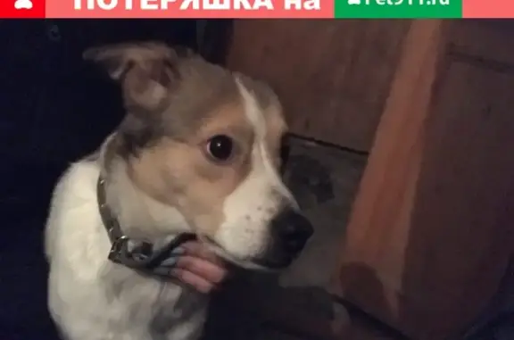 Найден мальчик-собака в Томске1.