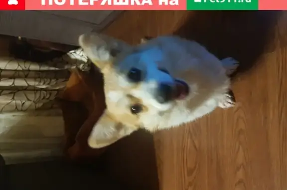 Найдена собака в Санкт-Петербурге: корги, рыжий окрас