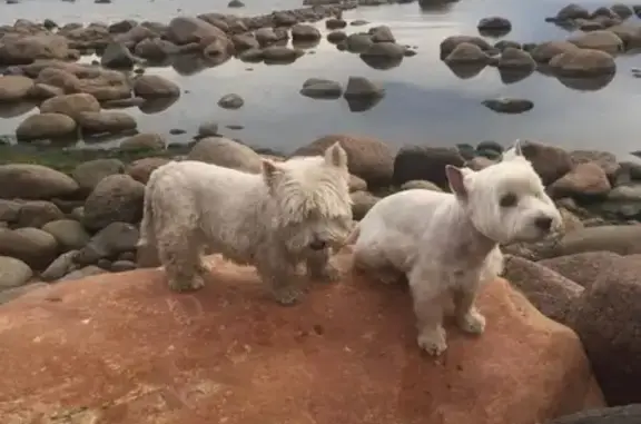 Собаки потеряшки, Санкт-Петербург, фото: Потеряшка сука Вестик в Санкт-Петербурге.