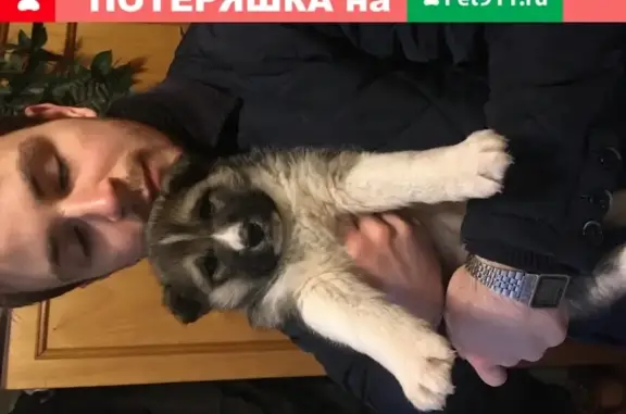 Собаки потеряшки, Тверь, фото: Потеряшка собака на улице Маршала Конева, Тверь