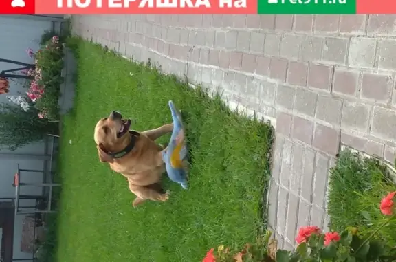 Пропала собака Рич в селе Кудиново, Московская область