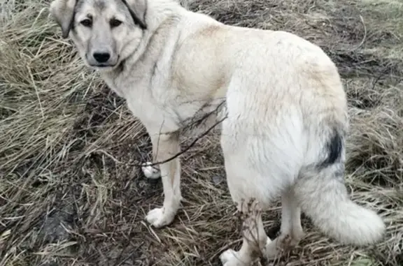 Найдена добрая собака в селе Коробчеево, Московская область