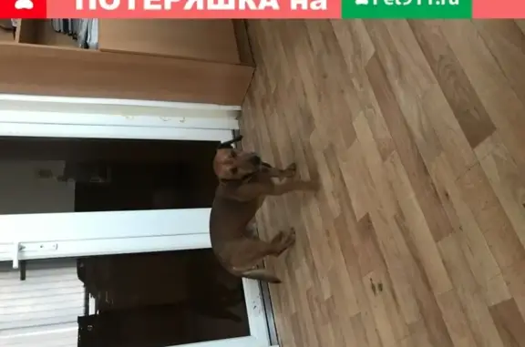 Найдена собака с ошейником в Краснооктябрьском районе, Волгоград