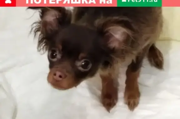 Найден щенок русского тоя на ул. Старокачаловская