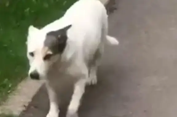 Пропала собака в Ногинске: белая дворняжка с темным ухом, нужна помощь