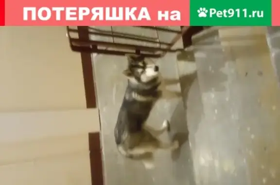 Пропала собака в Санкт-Петербурге: щенок Хаски Кайл без ошейника на пр.Просвещения.