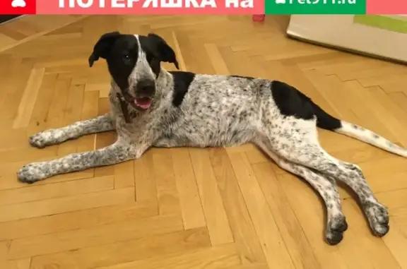 Найдена собака в Краснодаре на улице Октябрьской